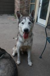 Lost Male Dog last seen Brittany Park Lane 77066, Houston, TX 77069