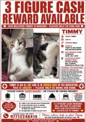 Lost Male Cat last seen Dipton Avenue, NE4, Newcastle upon Tyne, Tyne and Wear, England 