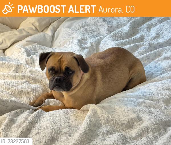 Found/Stray Female Dog last seen Near Peoria St, Aurora, CO 80012, Aurora, CO 80011