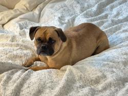 Found/Stray Female Dog last seen Near Peoria St, Aurora, CO 80012, Aurora, CO 80011