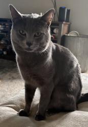 Lost Male Cat last seen E Packwood Ave & Orlando Ave, Maitland, FL 32751
