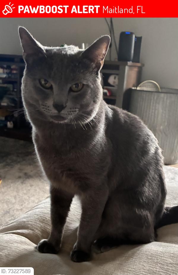 Lost Male Cat last seen E Packwood Ave & Orlando Ave, Maitland, FL 32751