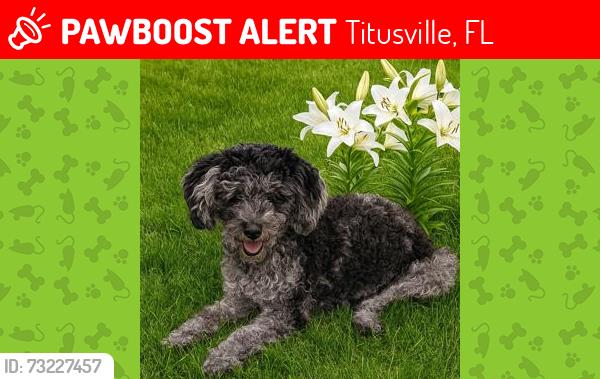 Lost Female Dog last seen Barna and River Oaks Drive in Titusville Fl, Titusville, FL 32780