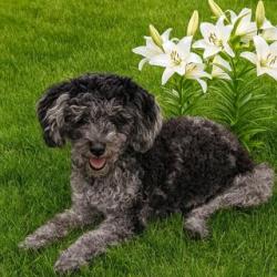 Lost Female Dog last seen Barna and River Oaks Drive in Titusville Fl, Titusville, FL 32780
