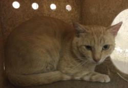 Shelter Stray Male Cat last seen Near BLOCK EL RIO AVENIDO, JURUPA VALLEY CA 92509, 6851 Van Buren Boulevard, Jurupa Valley, CA 92509, USA