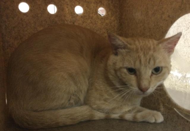 Shelter Stray Male Cat last seen Near BLOCK EL RIO AVENIDO, JURUPA VALLEY CA 92509, 6851 Van Buren Boulevard, Jurupa Valley, CA 92509, USA