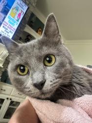 Reunited Unknown Cat last seen Near New Orleans St, Broken Arrow, OK 74014, Broken Arrow, OK 74012