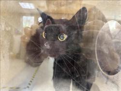 Shelter Stray Female Cat last seen , 957 N Gaffey St, San Pedro, CA 90731, USA
