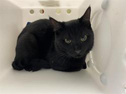 Shelter Stray Male Cat last seen Near BLOCK E IVANHOE PL, 3839 W Burnham St, West Milwaukee, WI 53215, USA