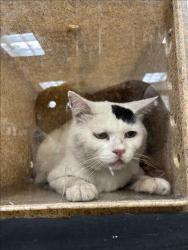 Shelter Stray Male Cat last seen , 957 N Gaffey St, San Pedro, CA 90731, USA