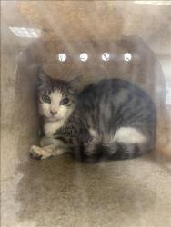 Shelter Stray Male Cat last seen , 957 N Gaffey St, San Pedro, CA 90731, USA