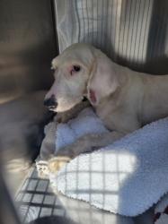 Shelter Stray Female Dog last seen , 957 N Gaffey St, San Pedro, CA 90731, USA
