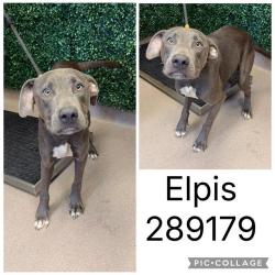 Shelter Stray Male Dog last seen ELPIS ST, 4214 Fulton Mill Rd, Macon, GA 31216, USA