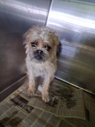 Shelter Stray Female Dog last seen , 1850 W 60th St, Los Angeles, CA 90047, USA