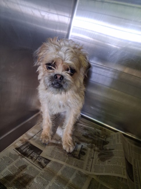 Shelter Stray Female Dog last seen , 1850 W 60th St, Los Angeles, CA 90047, USA
