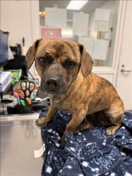 Shelter Stray Male Dog last seen , 1850 W 60th St, Los Angeles, CA 90047, USA