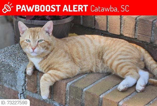 Lost Male Cat last seen Old Friendship rd, Catawba, SC 29704