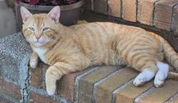 Lost Male Cat last seen Old Friendship rd, Catawba, SC 29704