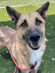 Shelter Stray Male Dog last seen , 3201 Lacy St, Los Angeles, CA 90031, USA