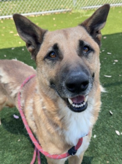 Shelter Stray Male Dog last seen , 3201 Lacy St, Los Angeles, CA 90031, USA