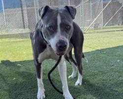 Shelter Stray Female Dog last seen , 3201 Lacy St, Los Angeles, CA 90031, USA