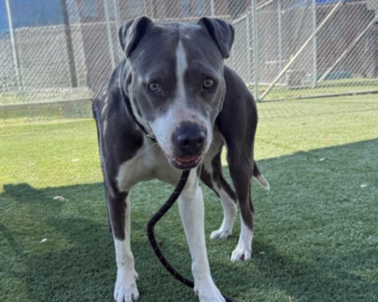Shelter Stray Female Dog last seen , 3201 Lacy St, Los Angeles, CA 90031, USA