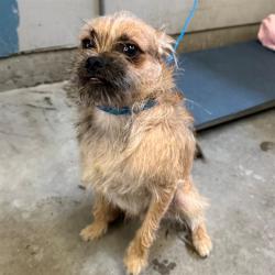 Shelter Stray Male Dog last seen , 600 Aviation Dr, Camarillo, CA 93010, USA
