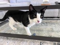 Reunited Unknown Cat last seen Redwood Ave and Virginia, Redwood City, CA 94062