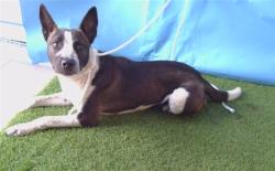 Shelter Stray Female Dog last seen , 216 W Victoria St, Gardena, CA 90248, USA