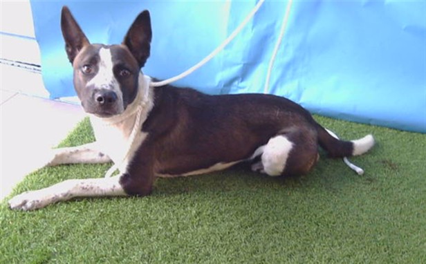 Shelter Stray Female Dog last seen , 216 W Victoria St, Gardena, CA 90248, USA