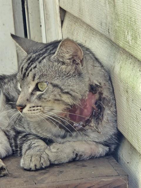 Shelter Stray Male Cat last seen MEDARIS, 4950 SW Triana Blvd, Huntsville, AL 35805, USA