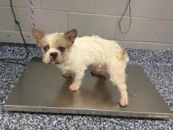 Shelter Stray Male Dog last seen Near BLOCK AVENUE 44, INDIO CA 92201, 72050 Pet Land Pl, Thousand Palms, CA 92276, USA