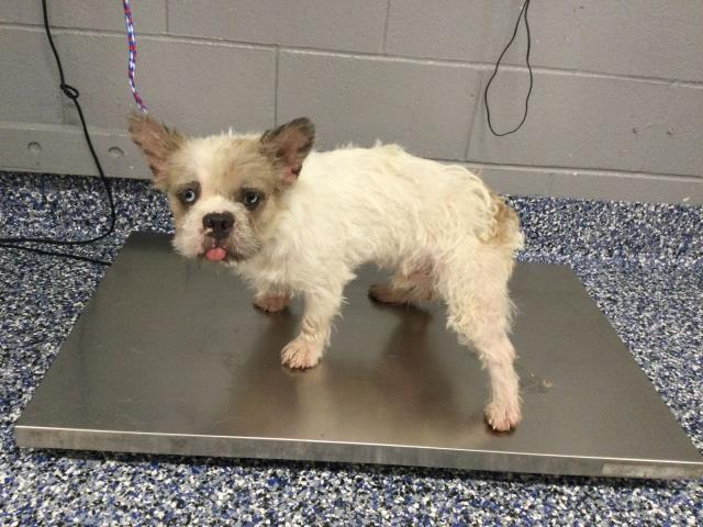 Shelter Stray Male Dog last seen Near BLOCK AVENUE 44, INDIO CA 92201, 72050 Pet Land Pl, Thousand Palms, CA 92276, USA