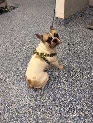 Shelter Stray Male Dog last seen Near BLOCK AVENUE 44, INDIO CA 92201, 72050 Pet Land Pl, Thousand Palms, CA 92276, USA