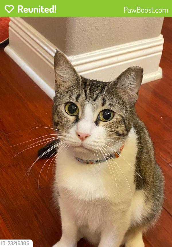Reunited Female Cat last seen Cody lane, white cedar and surrounding neighborhoods, Pensacola, FL 32514