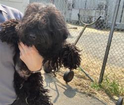 Shelter Stray Male Dog last seen Near BLOCK S STAR LAKE RD, AUBURN WA 98001, 21615 64th Ave S, Kent, WA 98032, USA