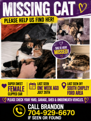 Lost Female Cat last seen Chipley ford rd, Statesville, NC 28625