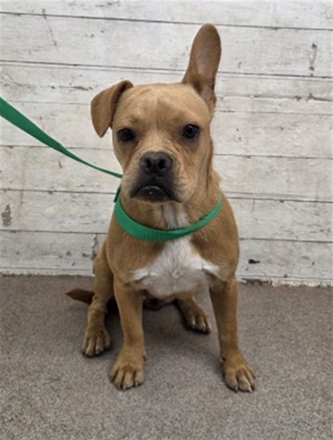 Shelter Stray Female Dog last seen ORANGE X PENNSYLVANIA, 333 Chandler Pl, San Bernardino, CA 92408, USA
