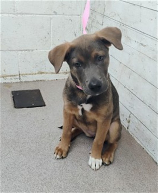 Shelter Stray Female Dog last seen WIER RD X STEELE RD, 333 Chandler Pl, San Bernardino, CA 92408, USA