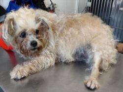 Shelter Stray Female Dog last seen Near BLOCK HANNA ST, 333 Chandler Pl, San Bernardino, CA 92408, USA