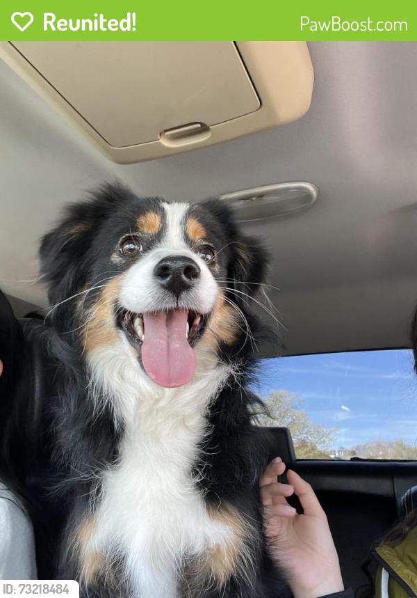 Reunited Male Dog last seen Edgar Rd, El Paso, TX 79932