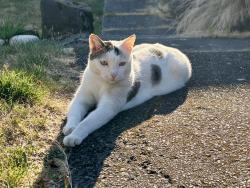 Reunited Female Cat last seen Near 2nd Ave NW, Seattle, WA 98117