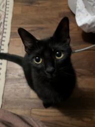 Lost Male Cat last seen el monte rd and wagner dr, El Cajon, CA 92020