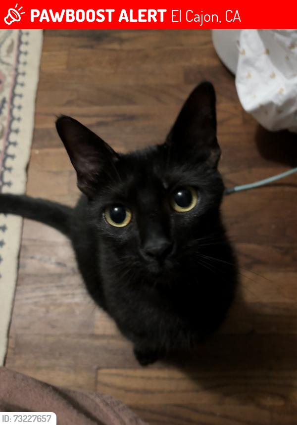 Lost Male Cat last seen el monte rd and wagner dr, El Cajon, CA 92020