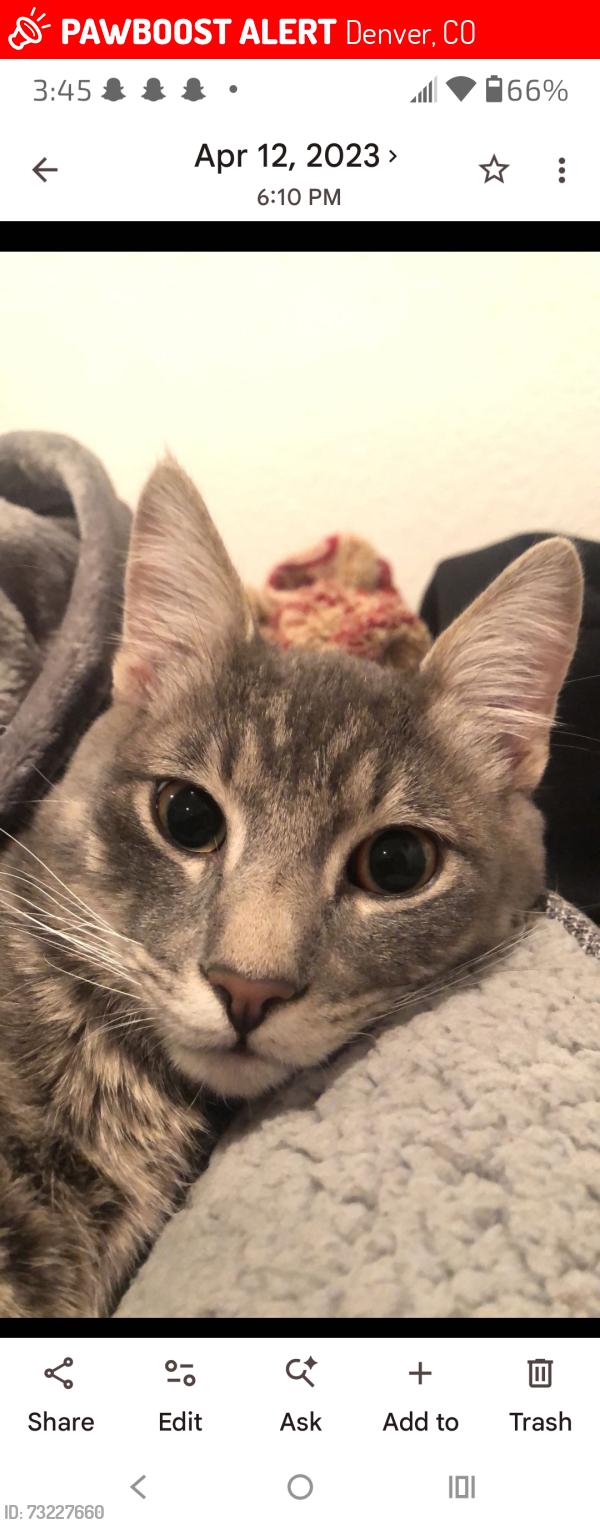 Lost Male Cat last seen Alameda and Sheridan, Denver, CO 80219