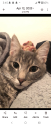 Lost Male Cat last seen Alameda and Sheridan, Denver, CO 80219