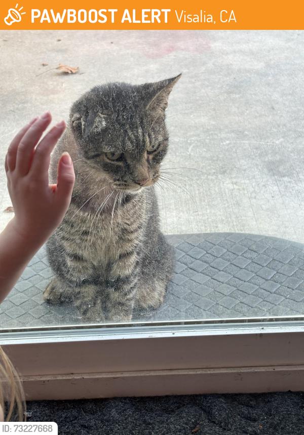 Found/Stray Unknown Cat last seen Shady and Packwood, Visalia, CA 93277