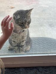 Found/Stray Unknown Cat last seen Shady and Packwood, Visalia, CA 93277