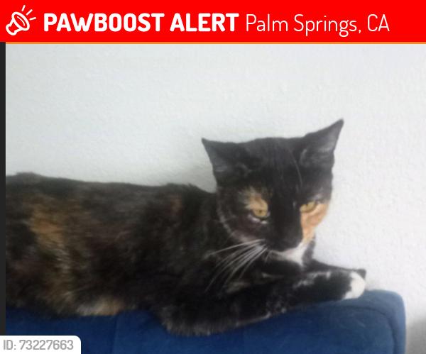 Lost Female Cat last seen Palm Canyon & Via Olivera, Palm Springs, CA 92262