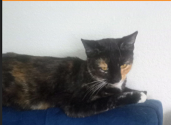 Lost Female Cat last seen Palm Canyon & Via Olivera, Palm Springs, CA 92262